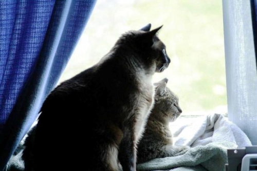 Jay's Lure and Malani